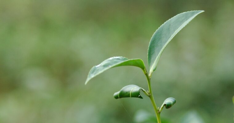 ATST　リトリート’26　